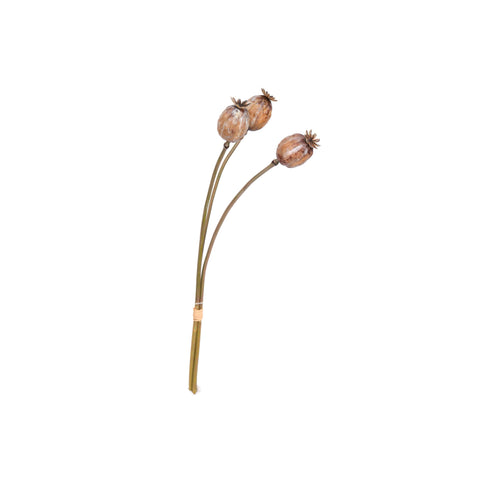 Poppy Pod Bunch