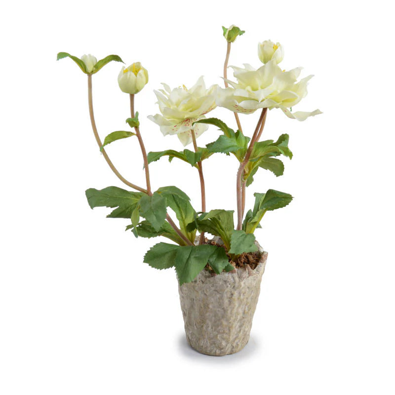 Cream + Green Hellebore In Small Tom Pot With Natural Stone Wash