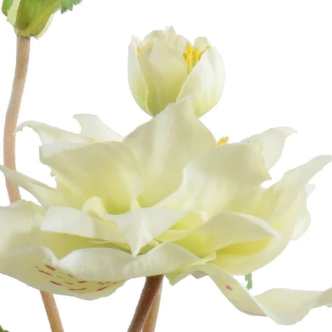 Cream + Green Hellebore In Small Tom Pot With Natural Stone Wash