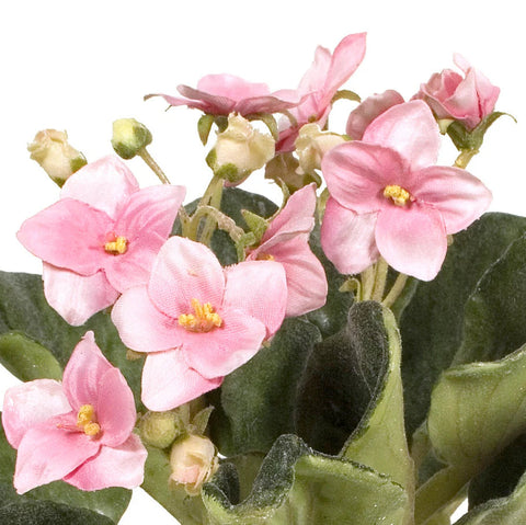 Light Pink African Violet In Terracotta Pot