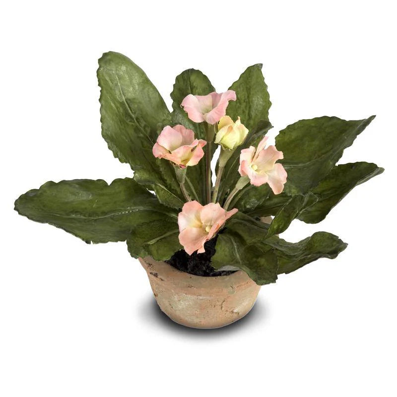 Peach Primula In Terracotta Pot