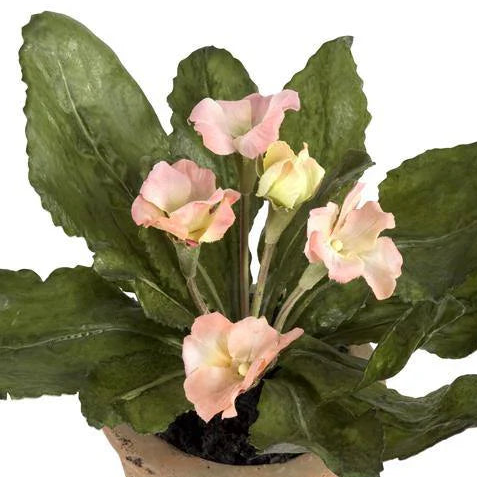 Peach Primula In Terracotta Pot