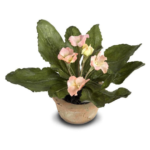 Peach Primula In Terracotta Pot