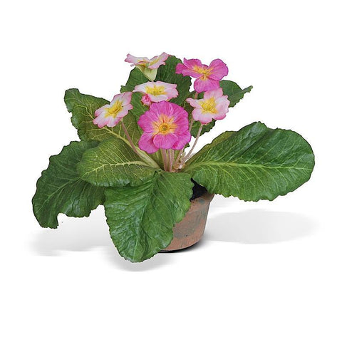 Pink Primula In Terracotta Pot