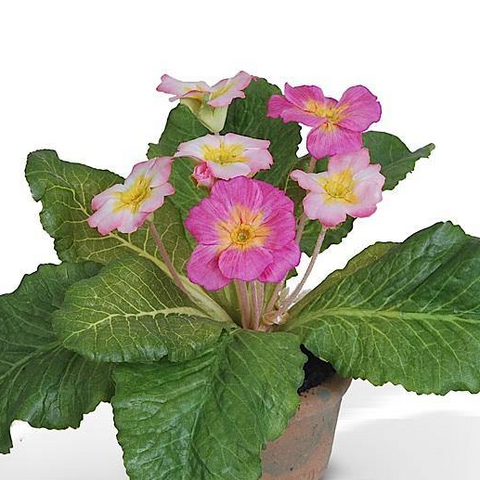 Pink Primula In Terracotta Pot