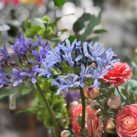 Real Touch Blue Agapanthus Stem
