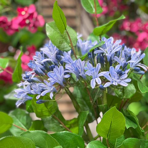 Real Touch Blue Agapanthus Stem