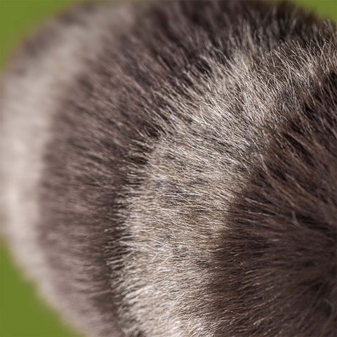 Trixiwoo Raccoon