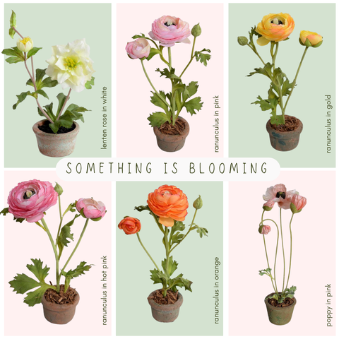 Hot Pink Ranunculus in Mini Terracotta Pot