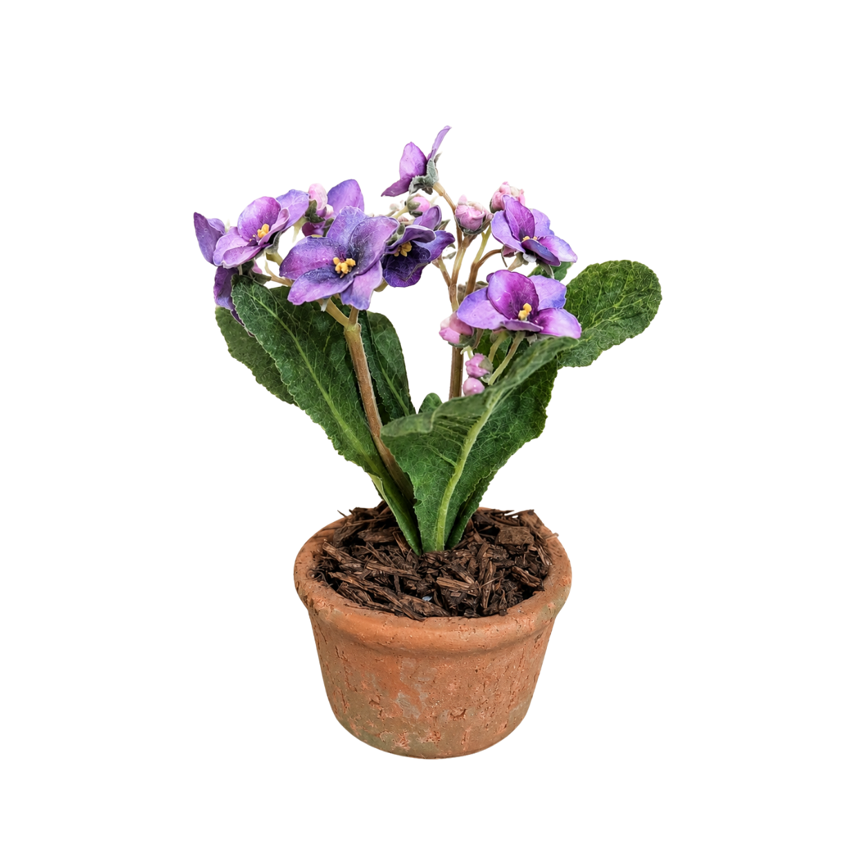 Violet Auricula In Terracotta Pot
