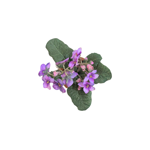 Violet Auricula In Terracotta Pot