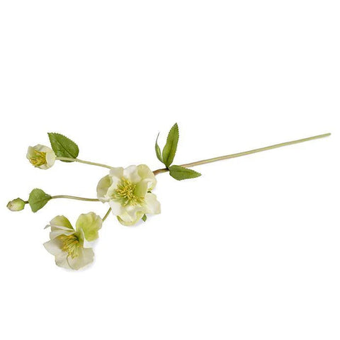 Light Green Hellebore Flower Stem
