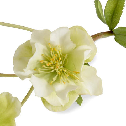 Light Green Hellebore Flower Stem