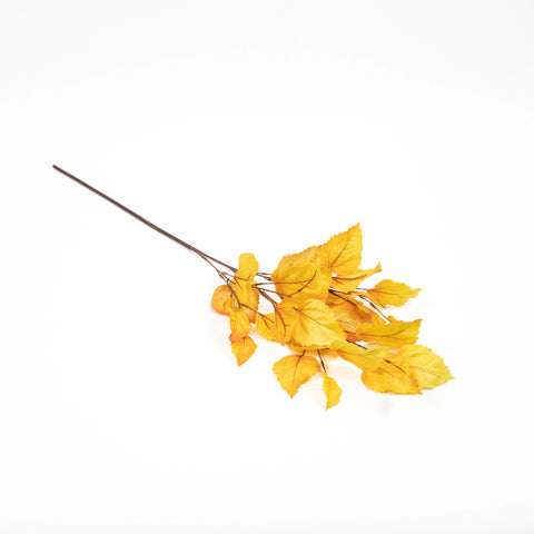 Golden Birch Stem