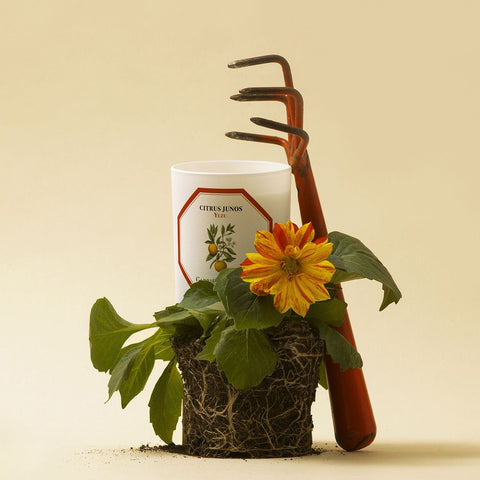 Yuzu Scented Candle