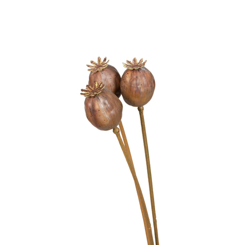 Poppy Pod Bunch