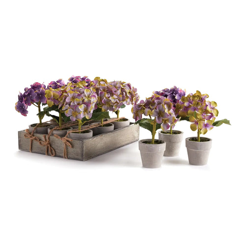 Mini Potted Hydrangea In Green + Purple