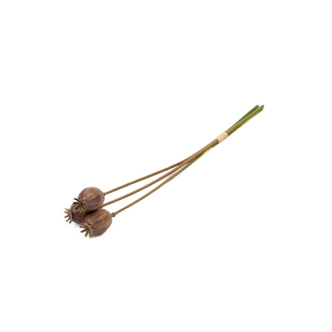 Poppy Pod Bunch