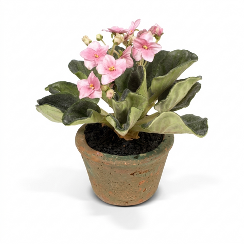 Light Pink African Violet In Terracotta Pot