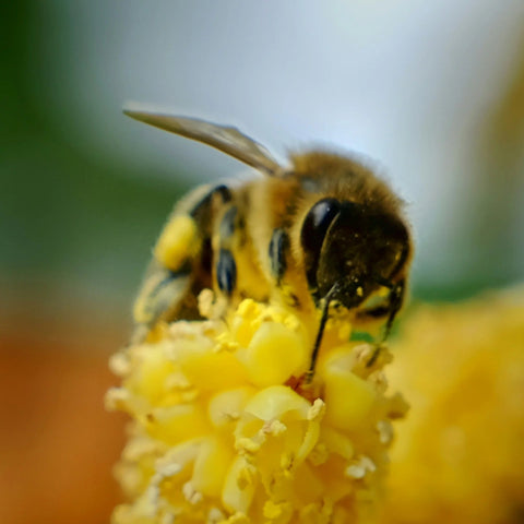 Honey Bee Handmade Bar Soap