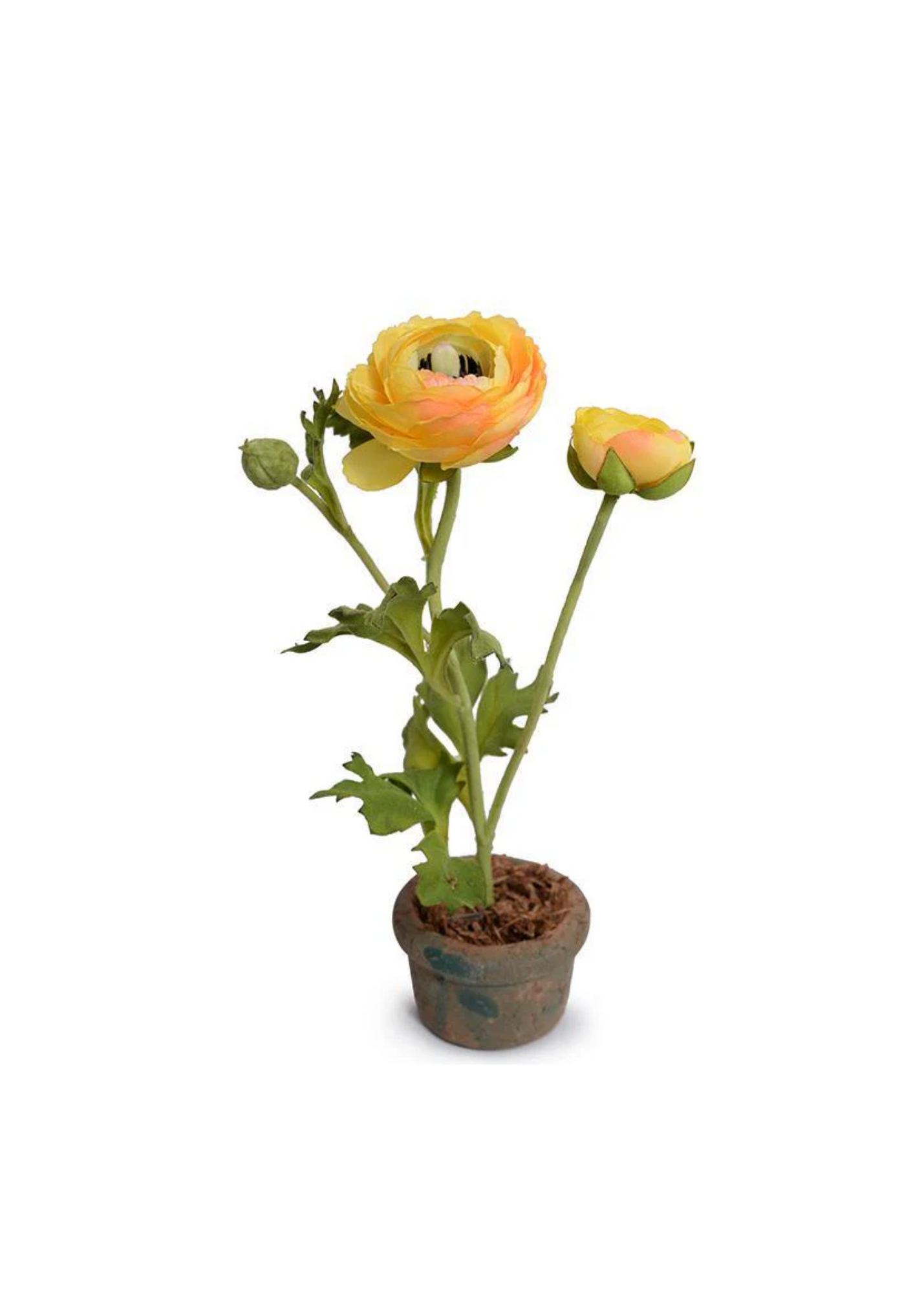Golden Ranunculus in Mini Terracotta Pot