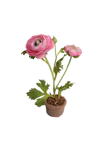 Hot Pink Ranunculus in Mini Terracotta Pot