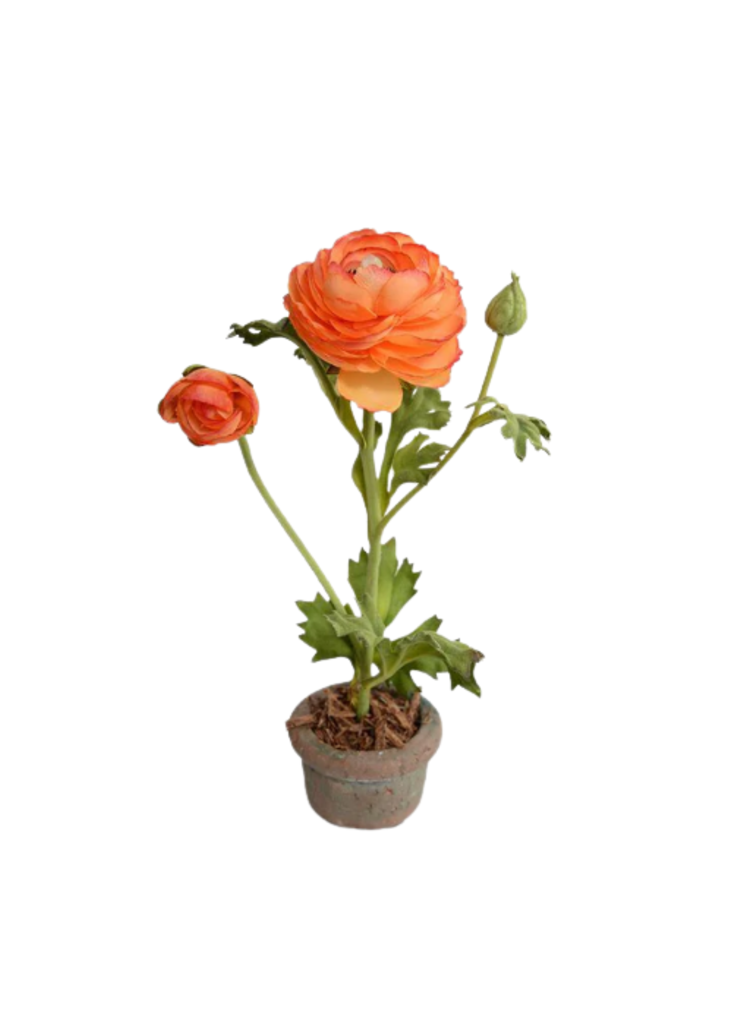 Orange Ranunculus in Mini Terracotta Pot