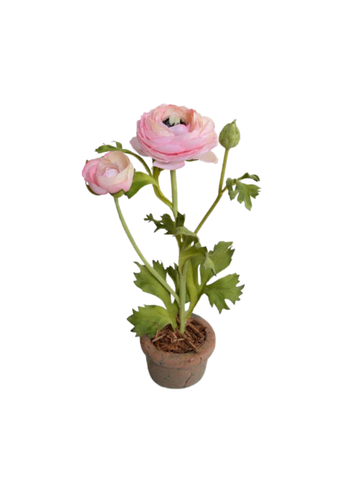 Pink Ranunculus in Mini Terracotta Pot