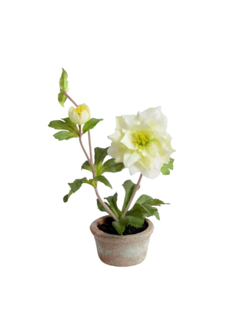 Lenten Rose in Mini Terracotta Pot