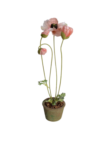 Poppy in Mini Terracotta Pot