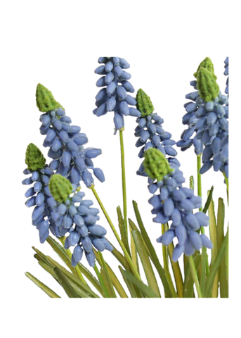 Grape Hyacinth Terracotta Dish