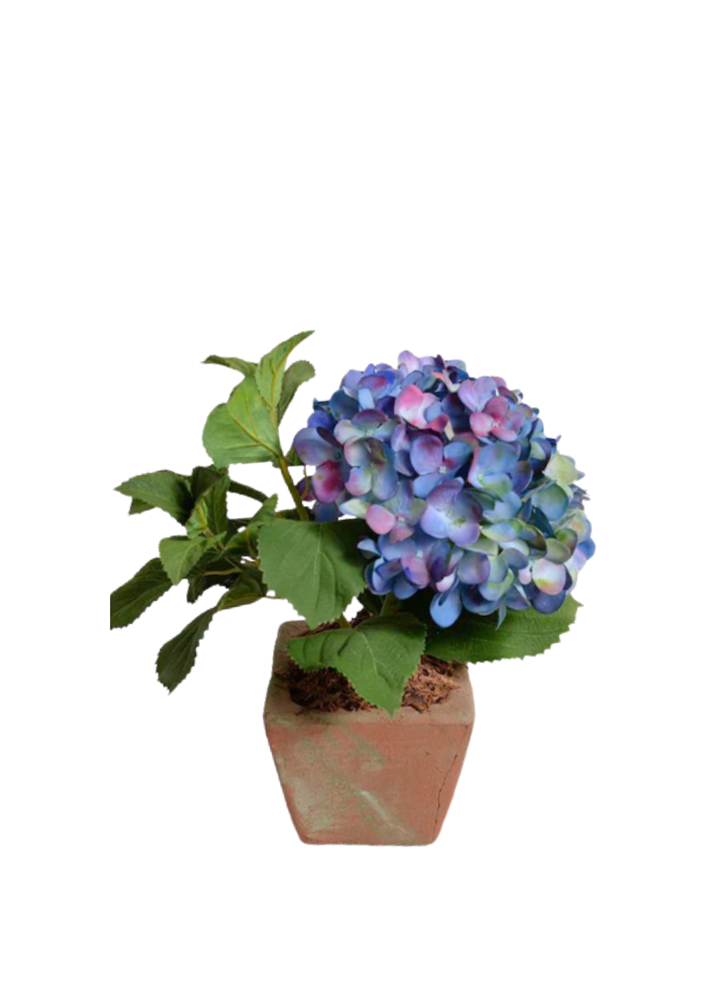 Blue Hydrangea Cutting in Terracotta Planter