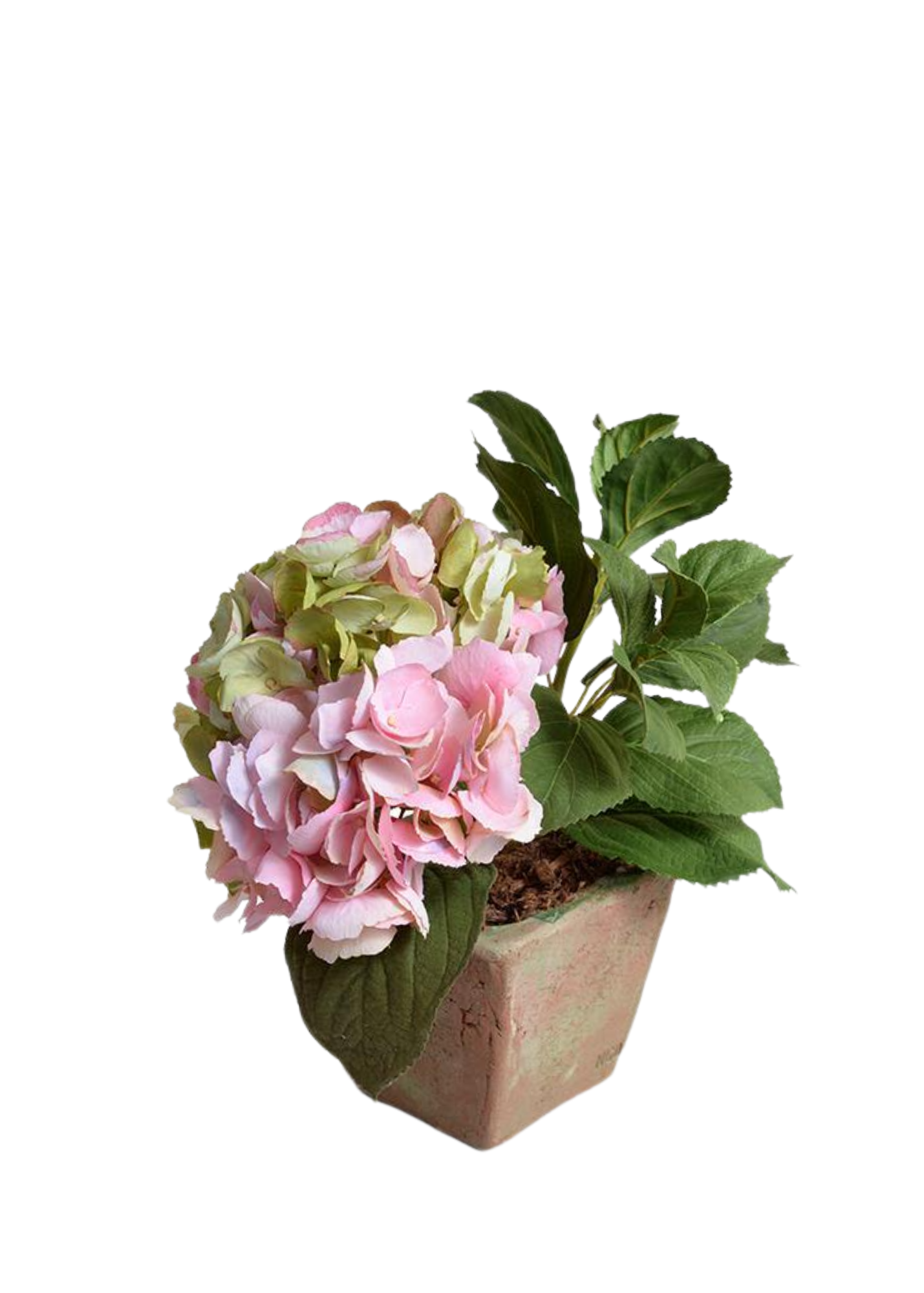 Pink + Green Hydrangea Cutting in Terracotta Planter
