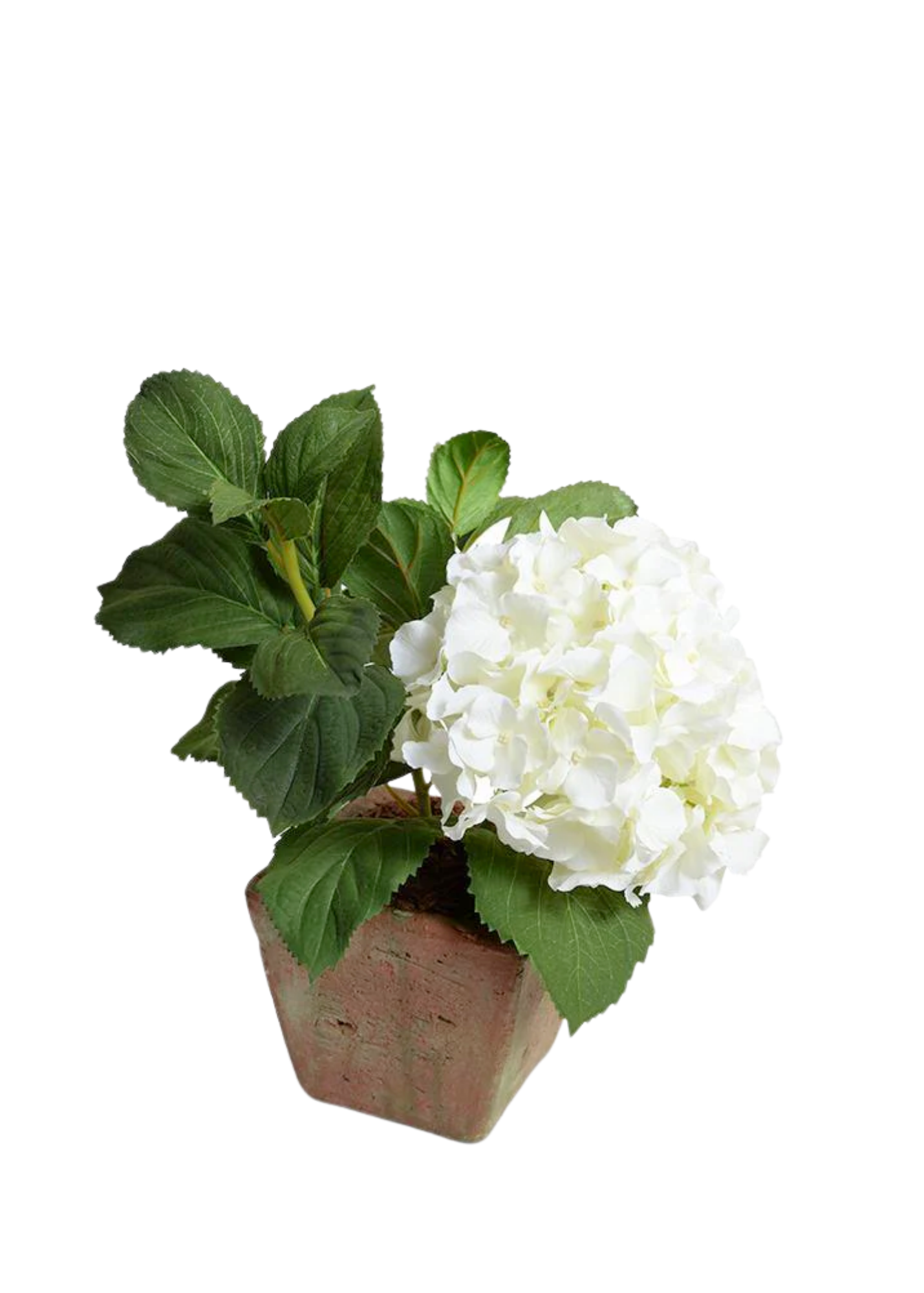 White Hydrangea Cutting in Terracotta Planter