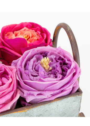 Real Touch English Rose Stem in Lilac