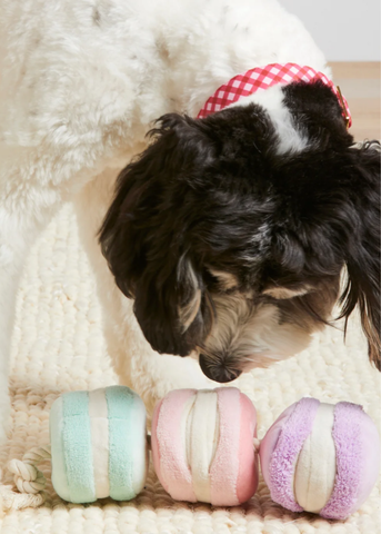 Macarons Interactive Snuffle Toy