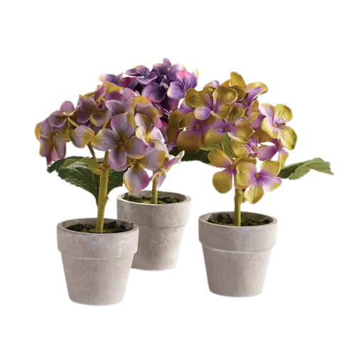 Mini Potted Hydrangea In Green + Purple