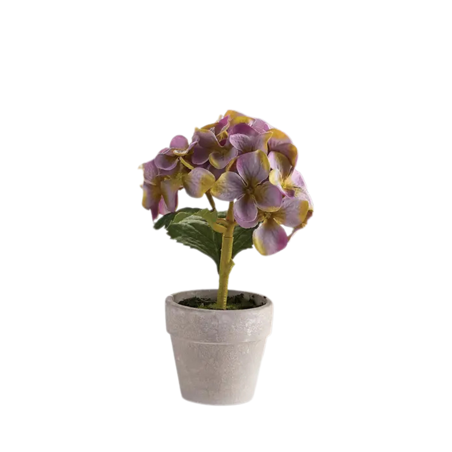 Mini Potted Hydrangea In Green + Purple