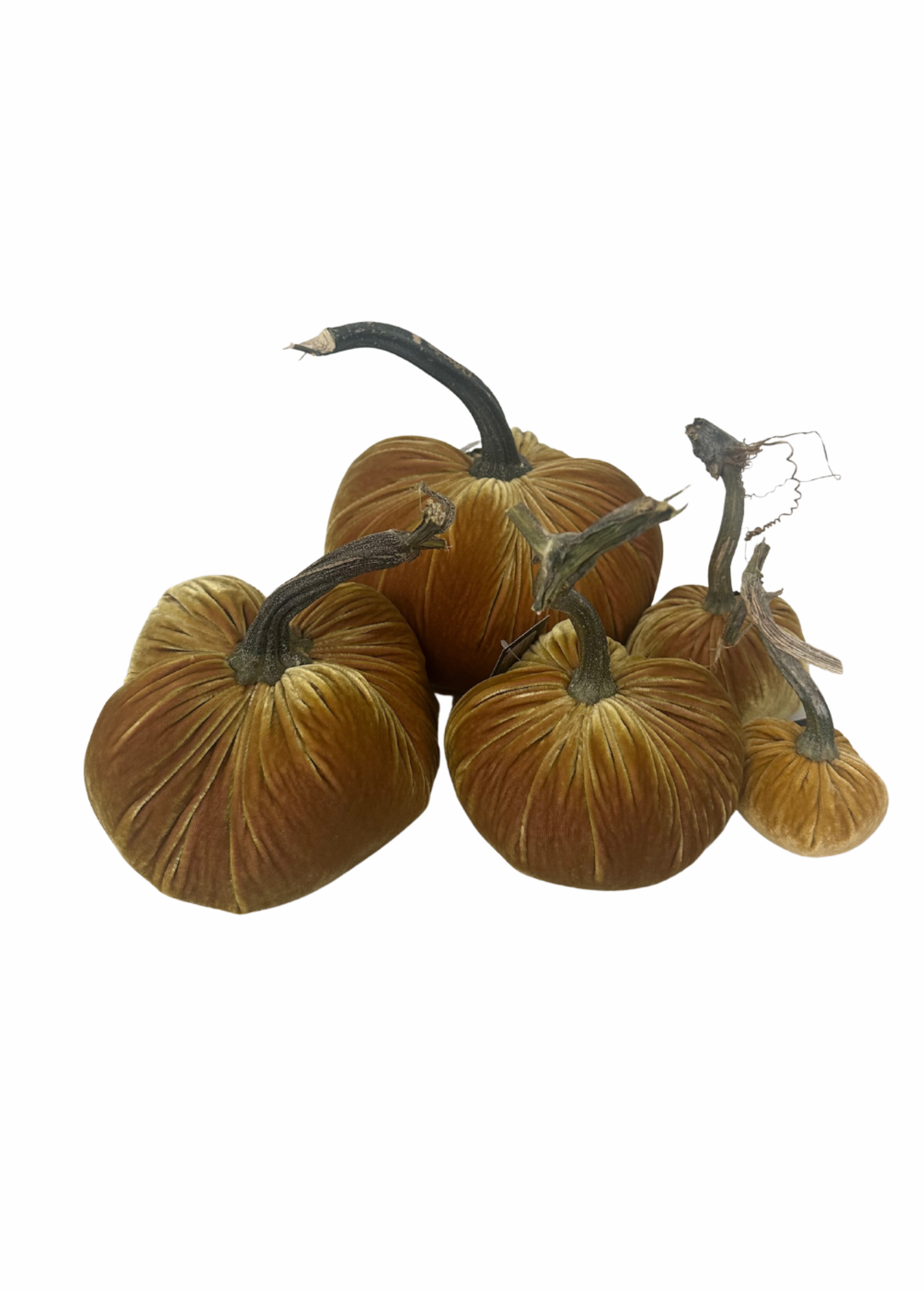 Velvet Decorative Pumpkin in Creamed Corn