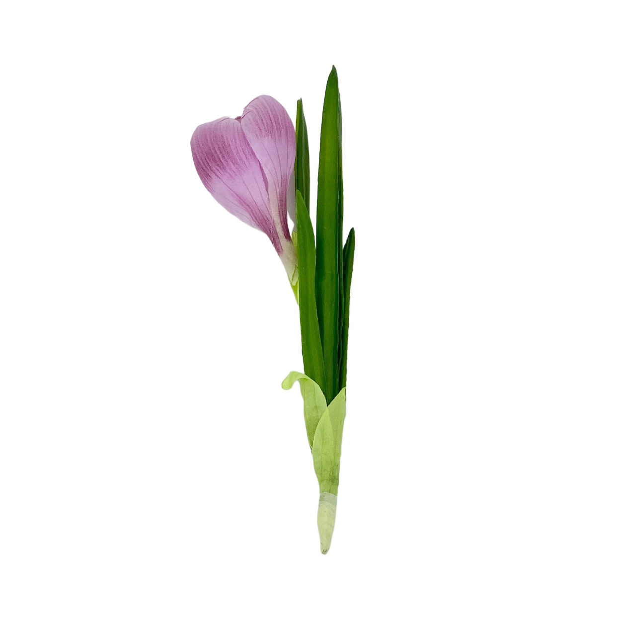 Crocus Stem in Purple