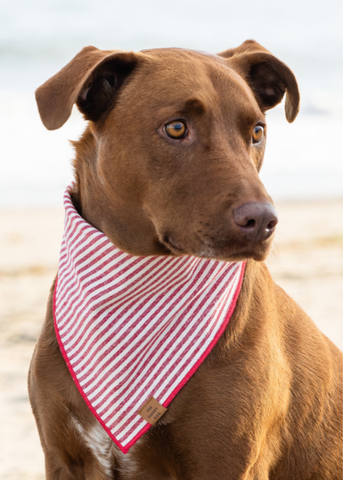 Red Striped Pet Bandana