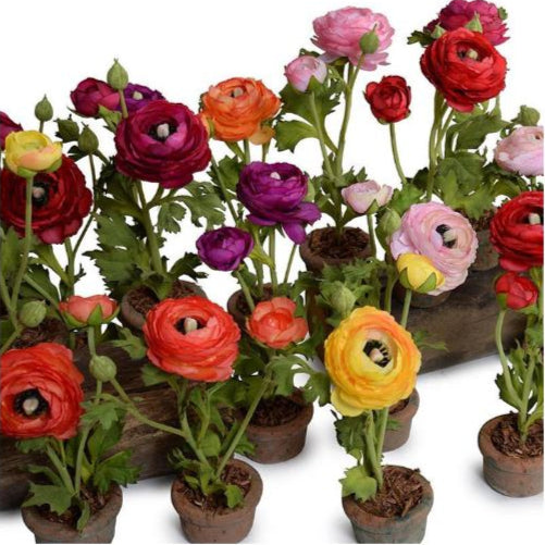 Fauxbulous Light Pink Ranunculus in Mini Terracotta Pot | European ...