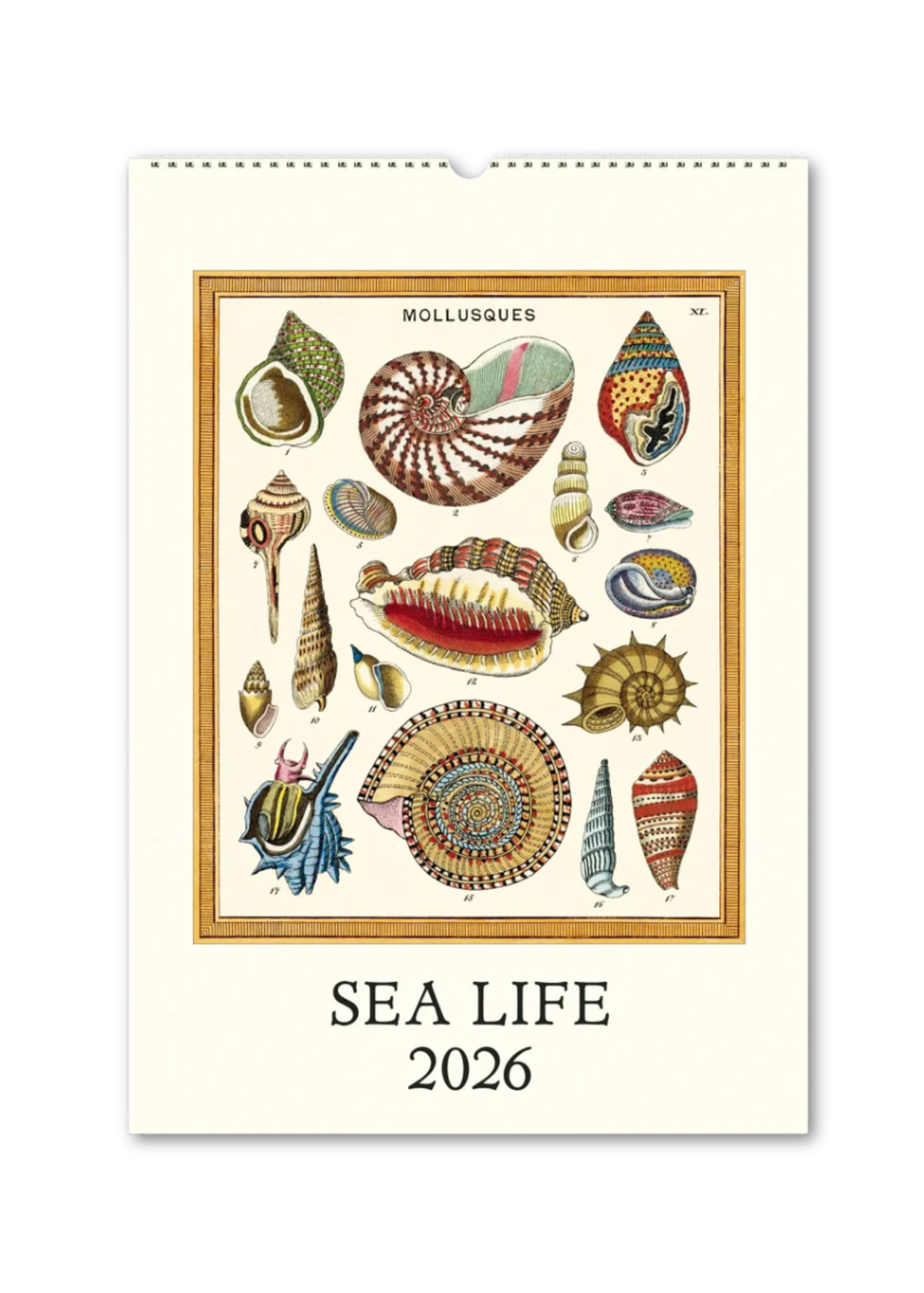 Sea Life 2026 Wall Calendar