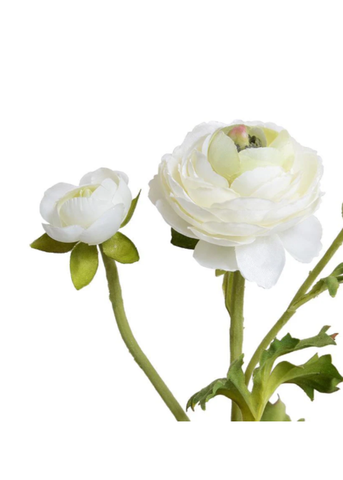 Ranunculus Flower Stem With Bud in White