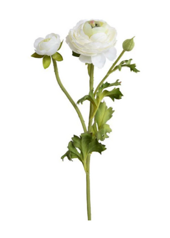 Ranunculus Flower Stem With Bud in White