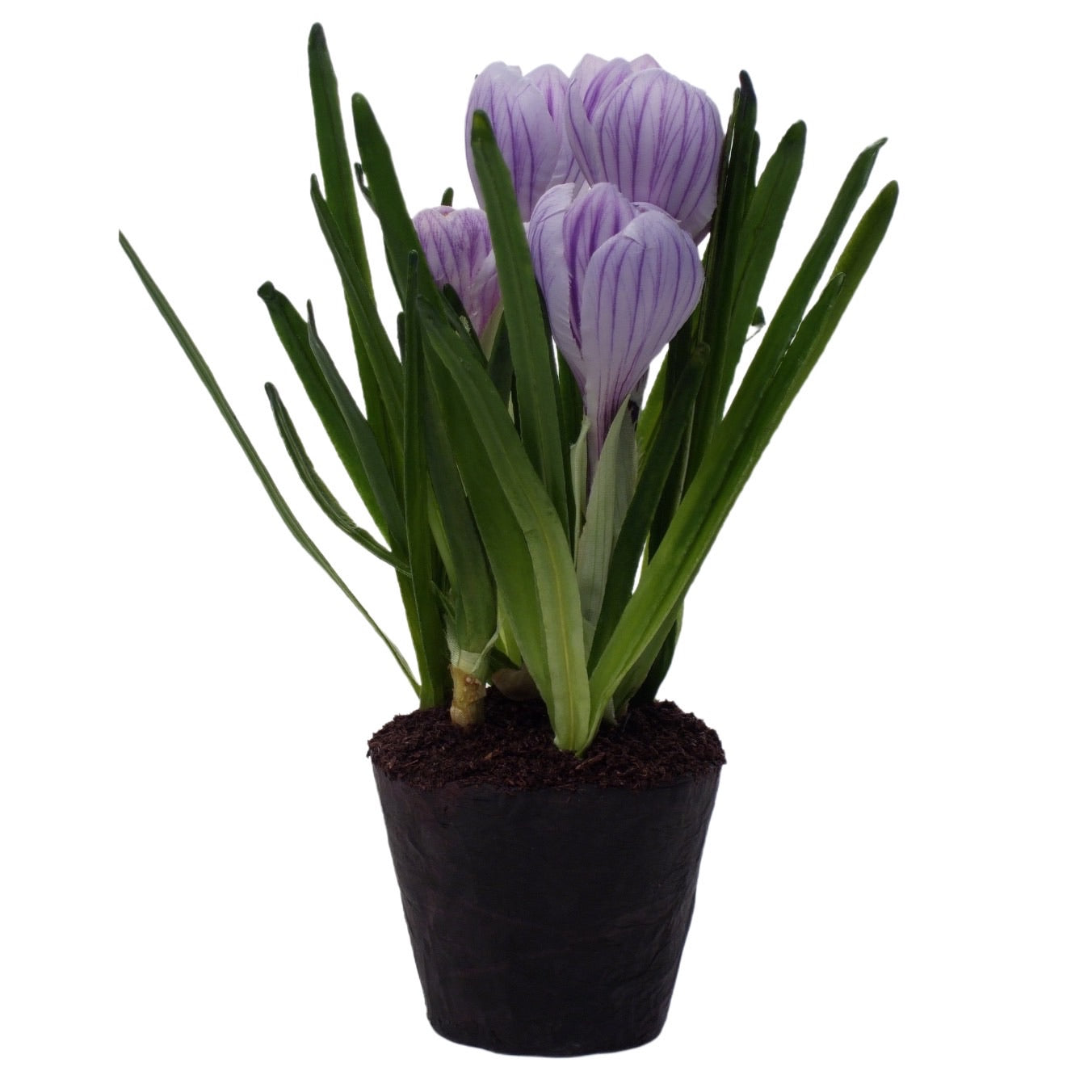 crocus indoor plant pots 4 Bulb Crocus in Soil in Light Purple