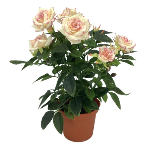Potted Diamond Rose in Pink