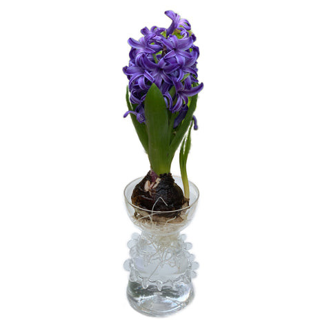 Ricochet Clear Glass Bulb Vase