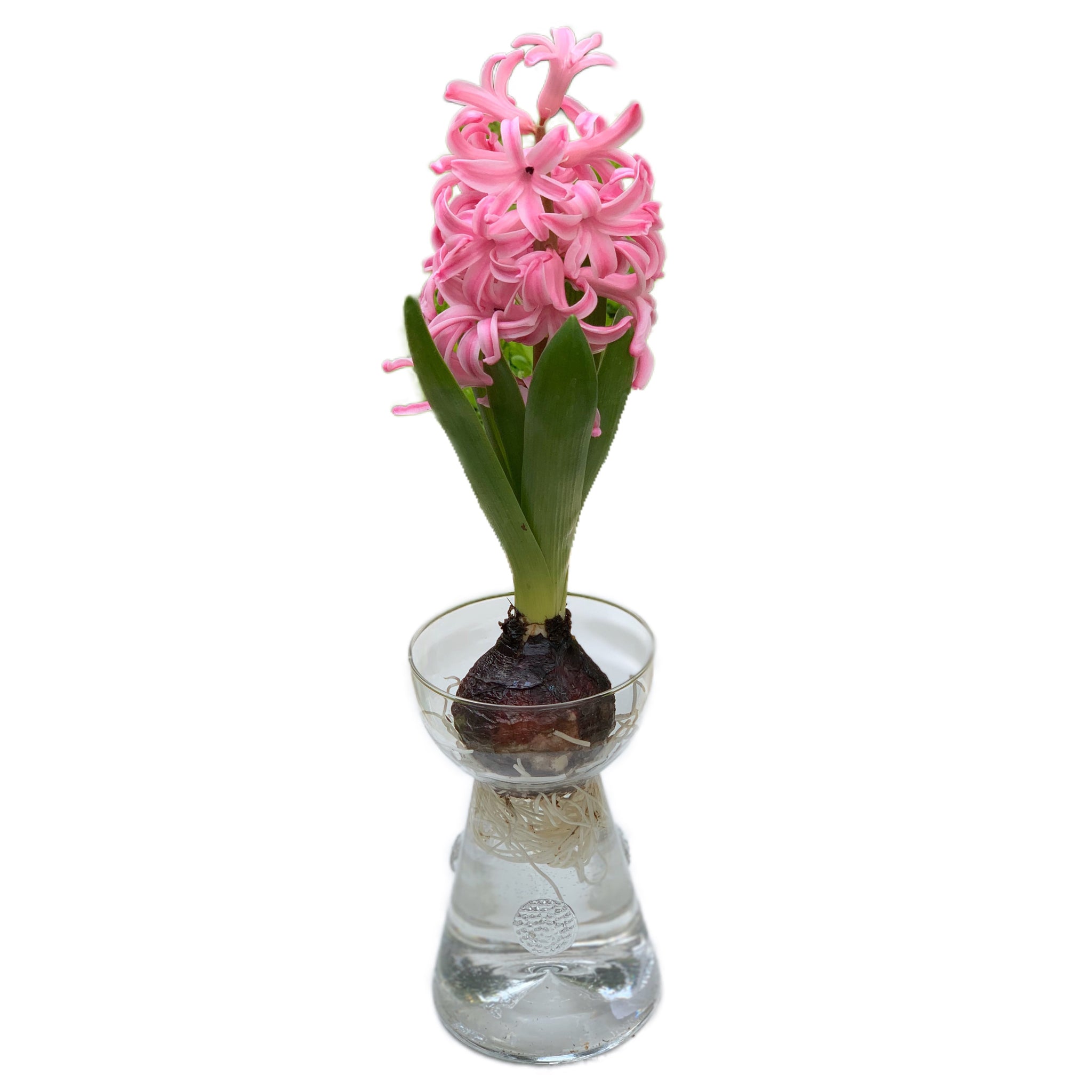 Spotswood Clear Glass Bulb Vase