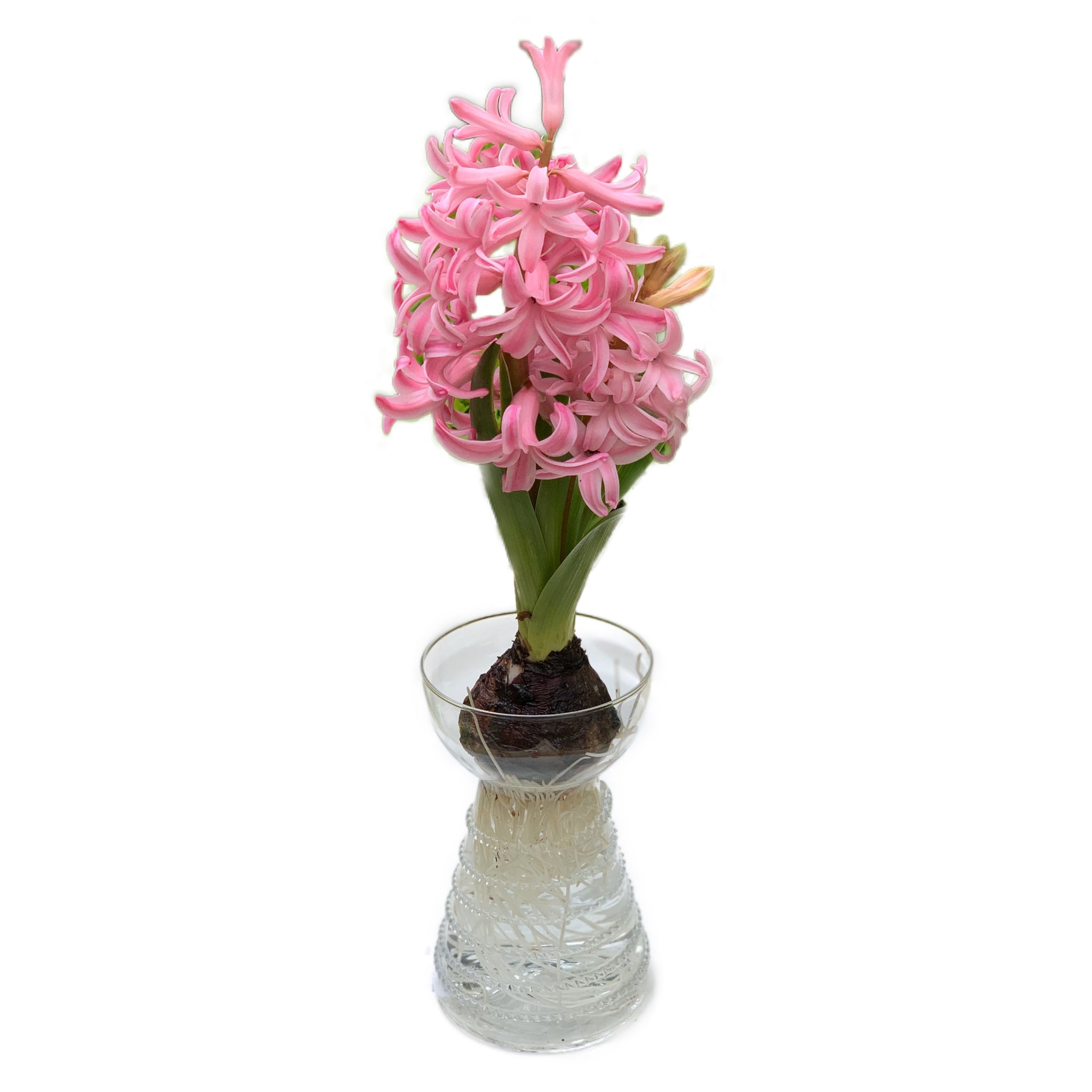 Reny Clear Glass Bulb Vase